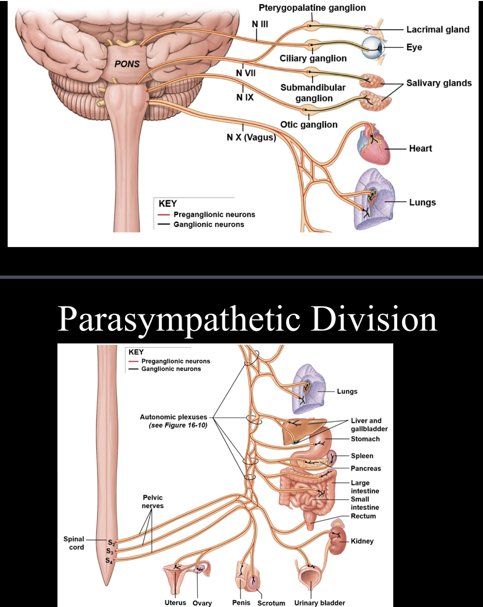 <p>Involved with the “rest and digest” aspect on the ANS; parasympathetic nerves are either cranial nerves or are associated with sacral spinal nerves</p>