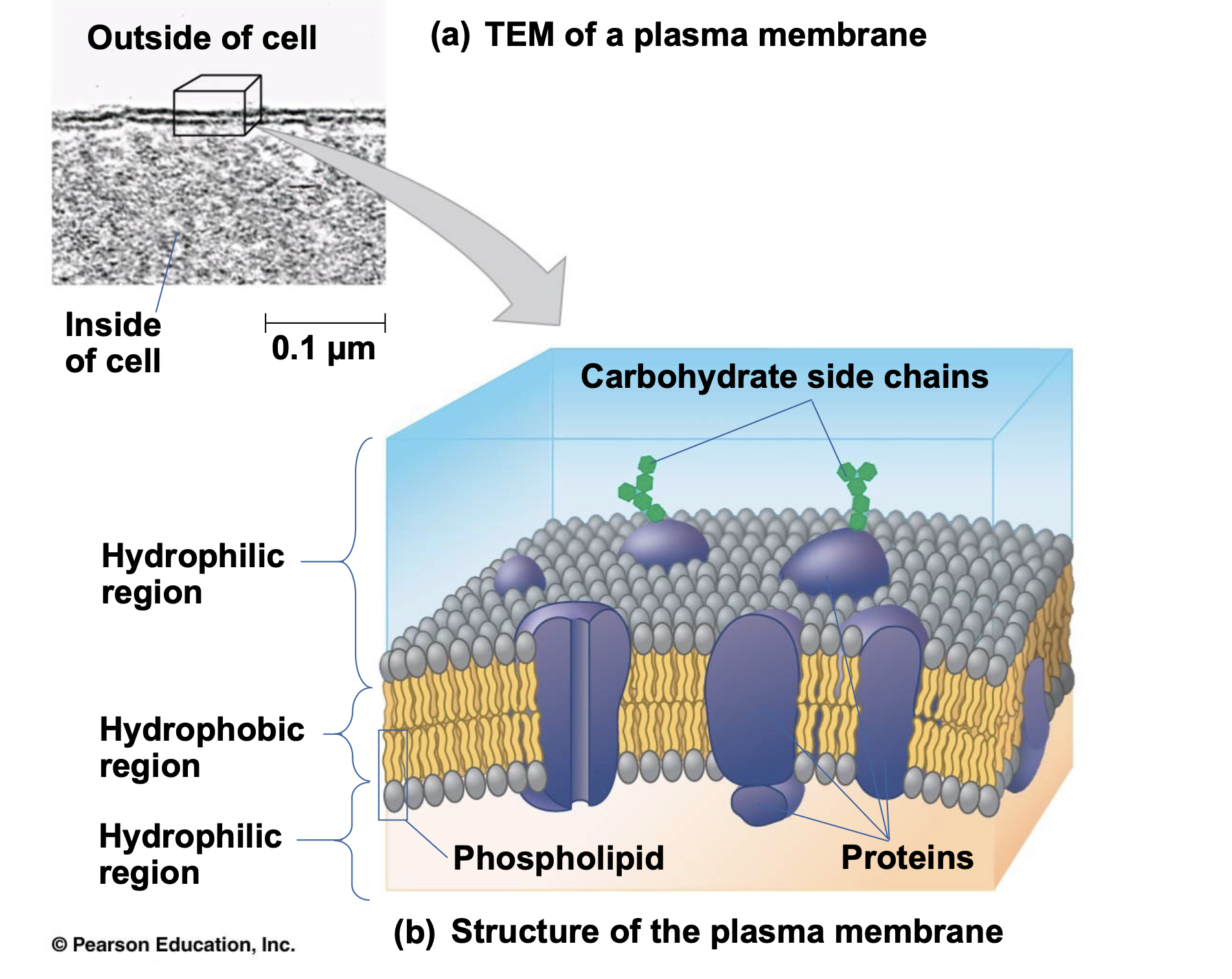 .The plasma membrane is a selective barrier that allows sufficient passage of oxygen, nutrients, and waste to service the volume of every cell \n .The plasma membrane is the outermost membrane, separating the inside of the cell from the outside. \n .Cell membranes are phospholoipid bilayers containing many other lipids and a variety of proteins. \n .Proteins in the plasma membrane often have carbohydrate chains attached to their outer surface (glycoproteins). These carbohydrate chains are important in cell-cell recognition.