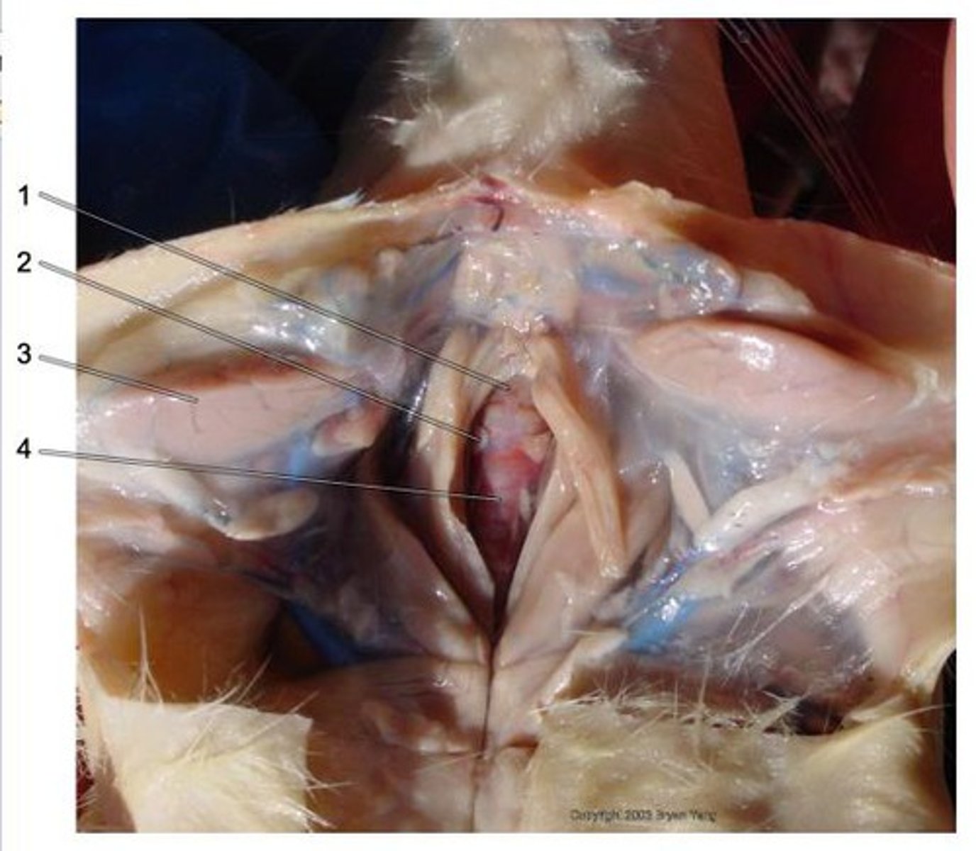 <p>1 (just above the trachea)</p>