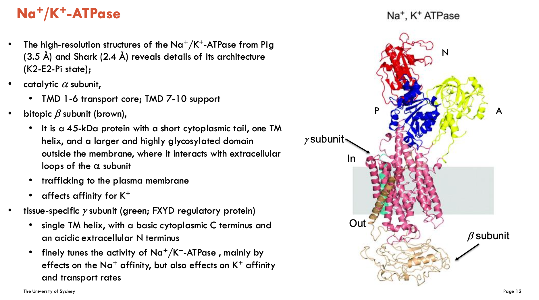 <ul><li><p>catalytic α subunit</p><ul><li><p>TMD 1-6 transport core, TMD 7-10 support</p></li></ul></li><li><p>bitopic β subunit (brown)</p><ul><li><p>is a 45-kDa protein with a short cytoplasmic tail, one TM helix, and a larger and highly glycosylated domain outside the membrane, where it interacts with extracellular loops of α subunit</p></li><li><p>trafficking to the plasma membrane</p></li><li><p>affects affinity for K<sup>+</sup></p></li></ul></li><li><p>tissue-specific γ subunit (green; FXFD regulatory protein)</p><ul><li><p>single TM helix, with a basic cytoplasmic C terminus and an acidic extracellular N terminus</p></li><li><p>finely tunes the activity of Na<sup>+</sup>/K<sup>+</sup>-ATPase, mainly by effects on the Na<sup>+</sup> affinity, but also effects on K<sup>+</sup> affinity and transport rates</p></li></ul></li></ul><p></p>