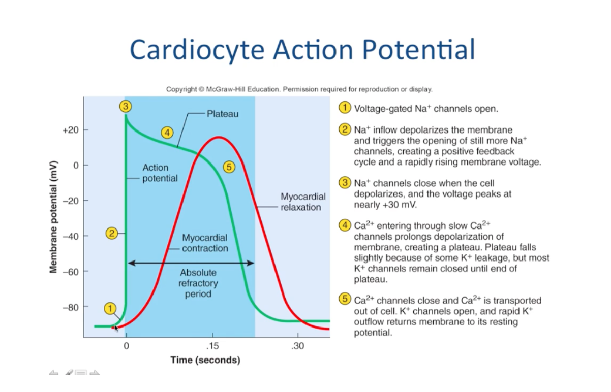 voltage gated Na+ channels open (depolarization)
Ca2+ channels prolong depolarization of membrane (plateau)
Ca2+ channels close and K+ channels open, rapid K+ outflow (repolarization)
