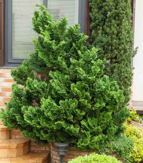 Chamaecyparis obtusa 'Nana Gracilis' h:1.5 b:1.5