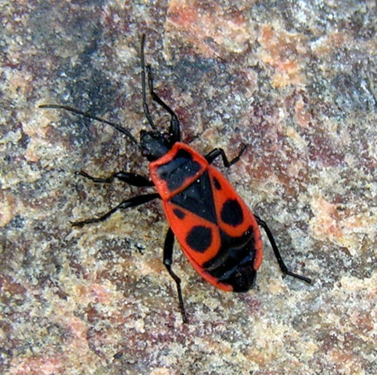 <p>Vuurwantsen, rood en zwart gekleurd</p>