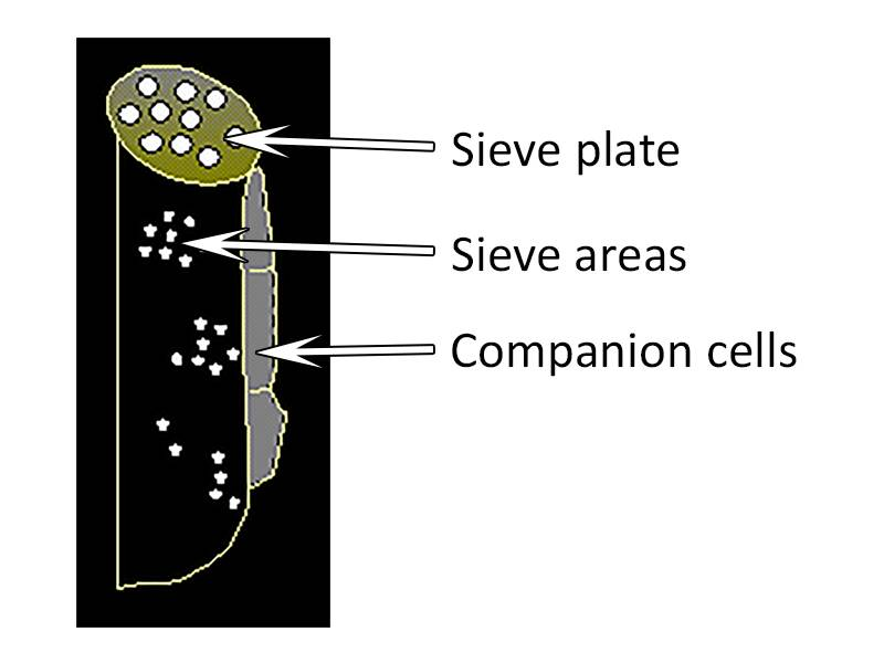 <p>the end wall of each sieve cell (it’s pierced with holes)</p>