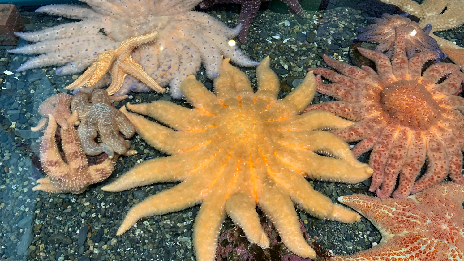 <p>Phylum+Class? (Common name?)</p>