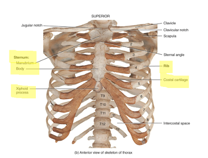 <p>entire chest region composed of sternum, ribs and costal cartilages</p>