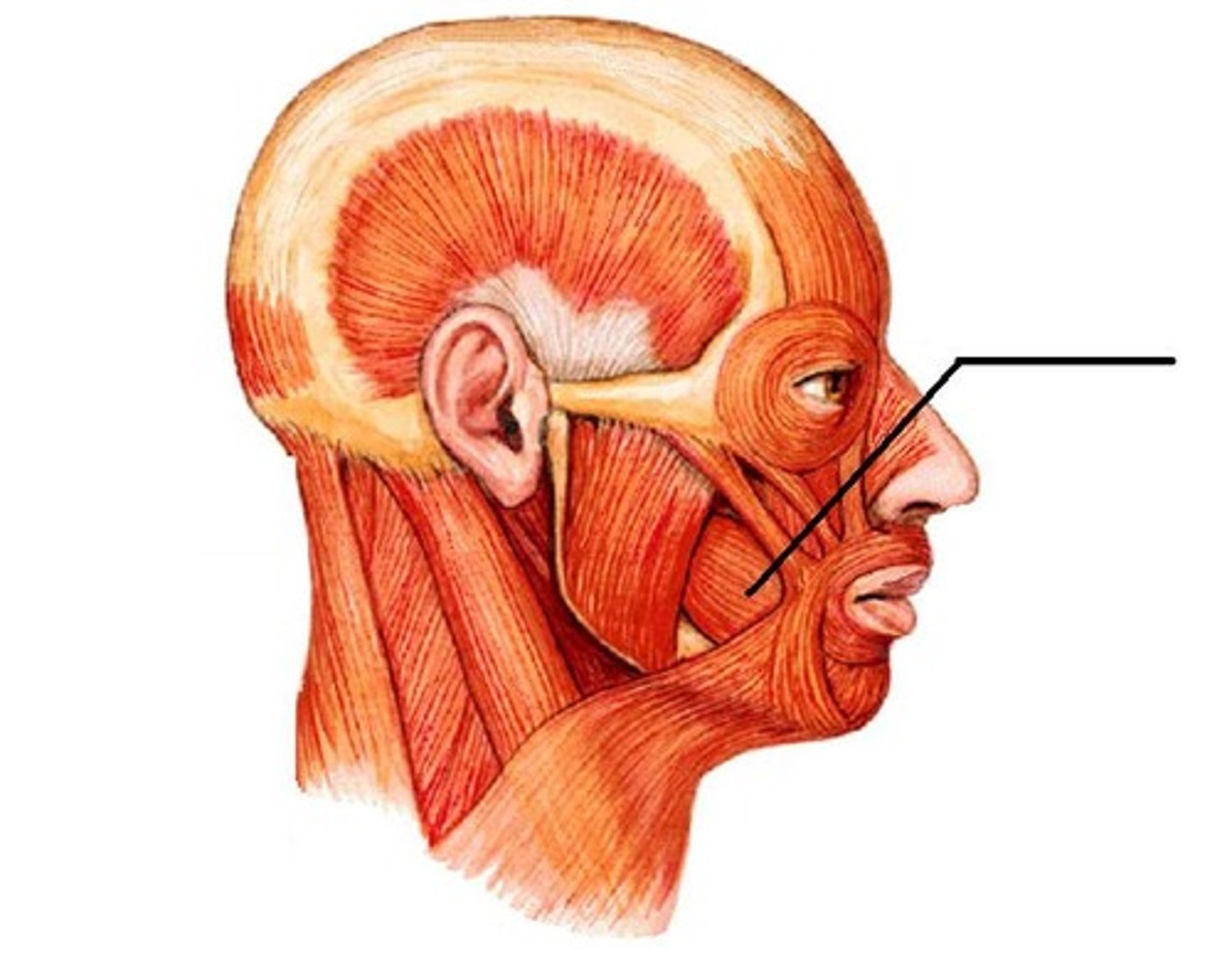 <p>what is the insertion and action of the buccinator?</p>