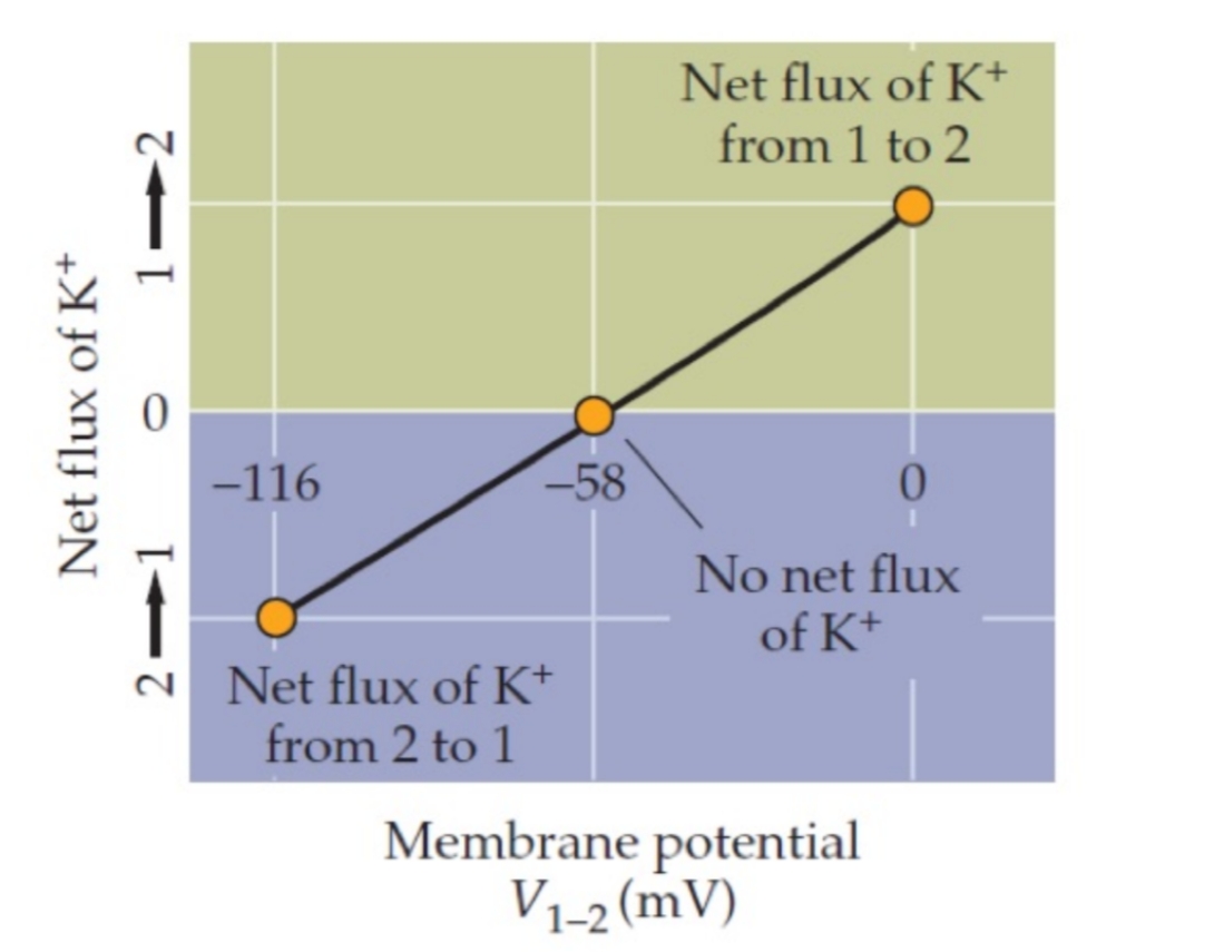 <p>In questo caso stiamo rendendo il compartimento 1 piú negativo (differenza di potenziale aumenta). Gli ioni K+ si spostano verso esso per compensare la carica (gradiente elettrico prevale su quello di concentrazione) </p>