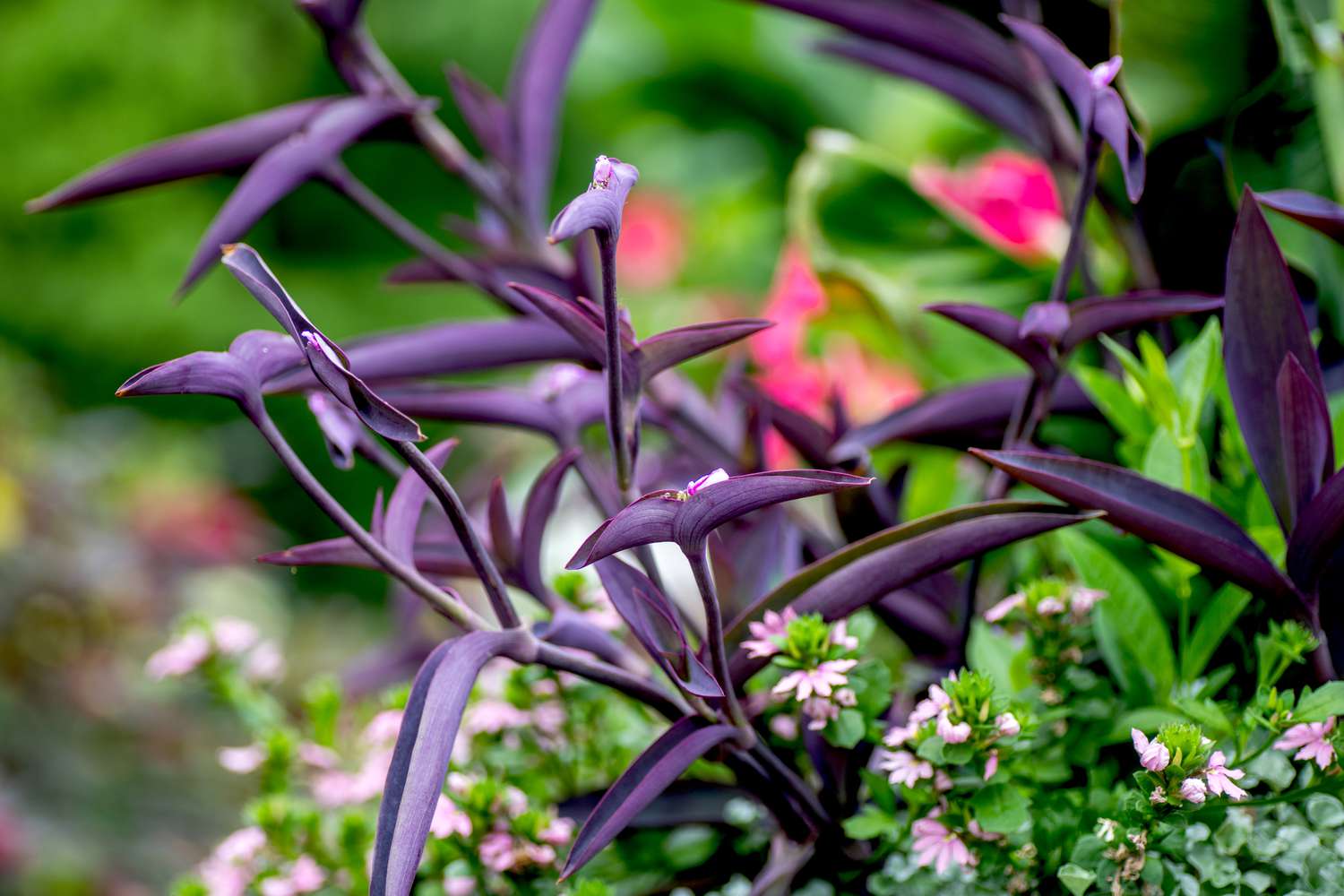 <p><em>Setcreasea purpurea</em> - Cold Hardiness (zone 7), perennial, 18-24 in tall, groundcover, part sun, mesophyte, vigorous, white and yellow forms available</p>