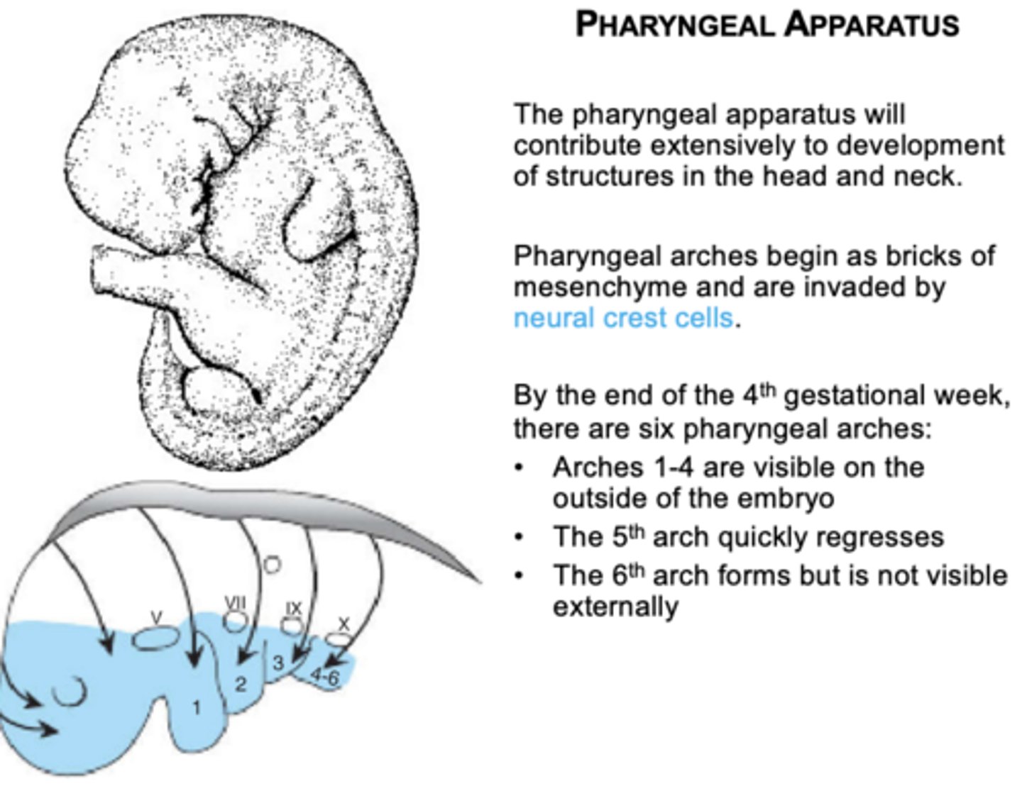 <p>Pharyngeal arches, pouches, grooves (clefts), and membranes.</p>