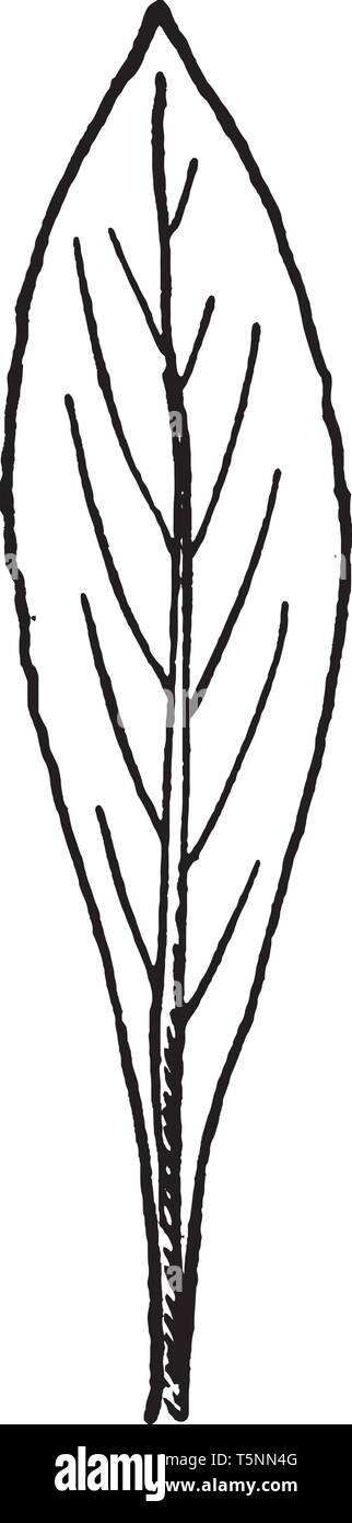 <p>leaf shape?</p>
