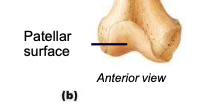<p>anteriorly separates the condyles; site of articulation between the femur and patella</p>