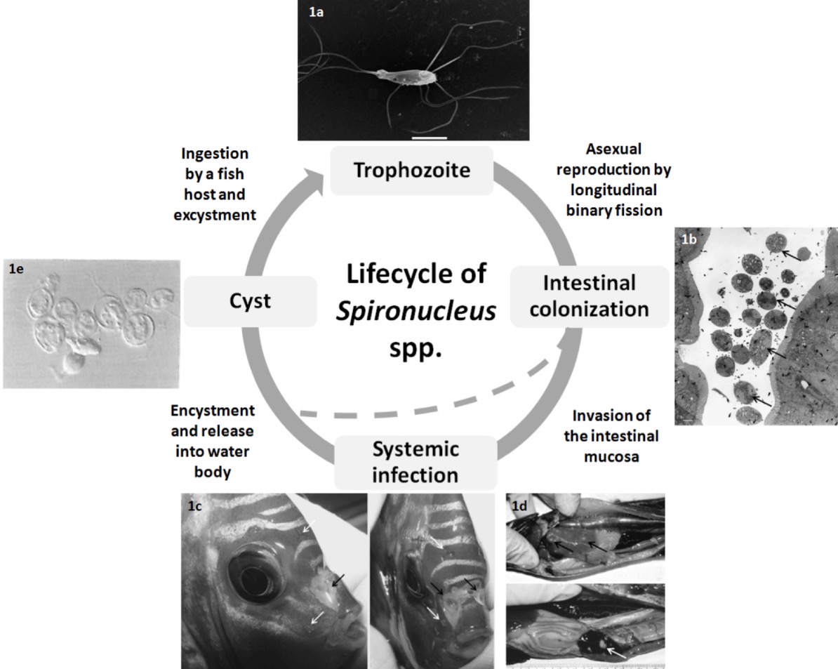 <p><strong>Causative agents:</strong><br><em><mark data-color="red" style="background-color: red; color: inherit;">Spironucleus salmonicida</mark></em><mark data-color="red" style="background-color: red; color: inherit;">, </mark><em><mark data-color="red" style="background-color: red; color: inherit;">S. salmonis</mark></em><mark data-color="red" style="background-color: red; color: inherit;">, </mark><em><mark data-color="red" style="background-color: red; color: inherit;">S. barkhanus</mark></em><mark data-color="red" style="background-color: red; color: inherit;">, </mark><em><mark data-color="red" style="background-color: red; color: inherit;">S. torosa</mark></em><mark data-color="red" style="background-color: red; color: inherit;">, </mark><em><mark data-color="red" style="background-color: red; color: inherit;">S. vortens</mark></em> (flagellated protozoans)</p><p><strong>Hosts:</strong></p><ul><li><p>Salmonids (freshwater, seawater, cage-cultured)</p></li><li><p>Aquarium fish</p></li></ul><p><strong>Localization:</strong></p><ul><li><p><strong>Intestine</strong> (primary)</p></li><li><p>Gall bladder, stomach</p></li><li><p>Some species: internal organs, muscle, skin</p></li></ul><p><strong>Life cycle:</strong></p><ol><li><p><strong>Trophont</strong> – reproduces by binary fission in intestinal mucosa</p></li><li><p><strong>Encysted stage</strong> – released with feces</p></li><li><p><strong>Ingestion by fish</strong> – cysts excyst in stomach → trophonts colonize intestine</p></li></ol><p><strong>Clinical signs:</strong></p><ul><li><p>Inappetence, dark color, emaciation (“pinheads”)</p></li><li><p>Ascites, pale stringy feces, enteritis</p></li><li><p>Exophthalmos</p></li><li><p>Chronic mortality</p></li></ul><p><strong>Pathogenesis (species-specific):</strong></p><ul><li><p><em>S. salmonis</em>: intestines → abdominal distension, emaciation</p></li><li><p><em>S. barkhanus</em>: internal organs, muscle, skin</p></li><li><p><em>S. vortens</em>: cachexia, gastroenteritis, peritonitis, “hole head vs lateral line” syndrome</p></li></ul><p><strong>Diagnosis:</strong></p><ul><li><p>Fecal exam (trophonts or cysts)</p></li><li><p>Necropsy more accurate → assess intensity (<strong>treatment if 15–30 organisms/fish</strong>)</p></li></ul><p><strong>Prevention / Therapy:</strong></p><ul><li><p><strong>Metronidazole</strong> (oral or immersion)</p></li><li><p><strong>Magnesium sulfate</strong> (oral)</p></li><li><p>Raise water temperature to <strong>35 °C for 7 days</strong></p></li></ul><p></p>