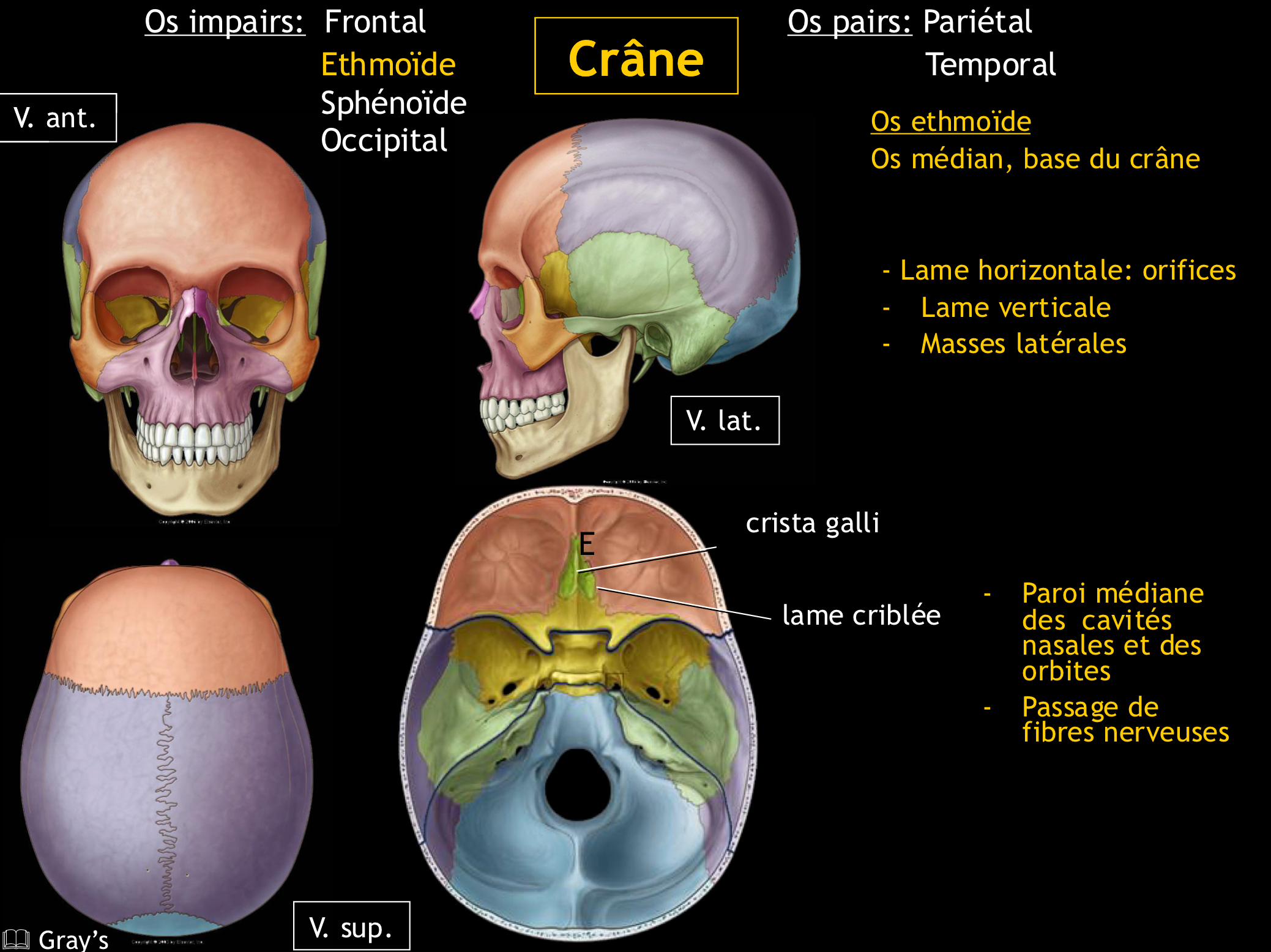 <p>= <strong>processus crista galli</strong>, qui est épais et triangulaire.</p>