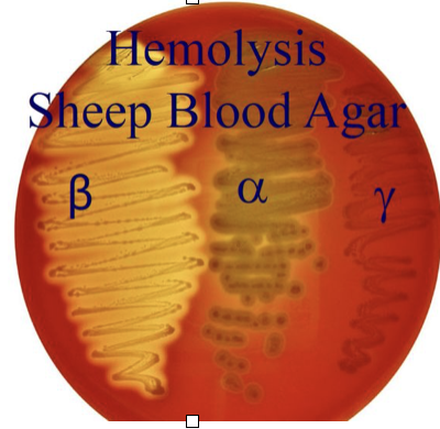<p>complete breakdown of the RBCs and is recognized by clearing around the colonies</p>