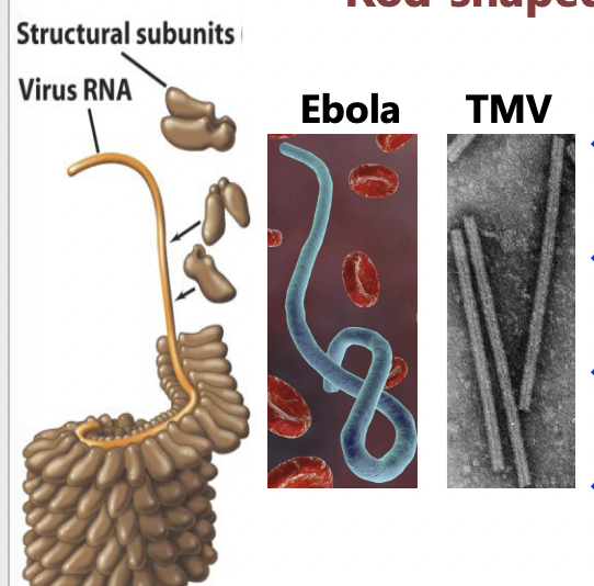<p>Viral sizes and shapes: Rod-Shaped</p>