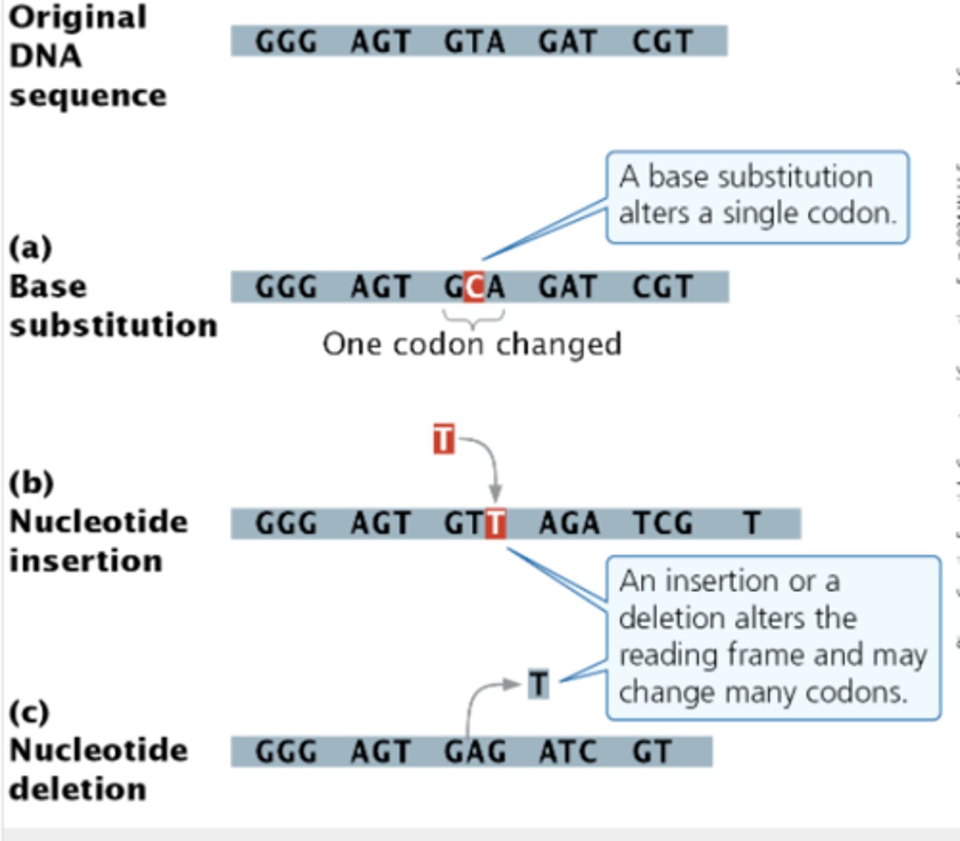 <p>Inherited change in the DNA sequence of genetic information.</p><p>Somatic mutations - arise in somatic tissues, divides my mitosis, mutation is passed on to clone daughter cells, many have no phenotypic effect overall</p><p>Germ-line mutations- arise in cells that produce gametes, passed on to offspring and has a much more pronounced effect</p><p>Substitution</p><p>Deletion</p><p>Insertion</p><p>Inversion (very rare at the level of gene)</p>