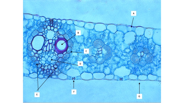<p><span>What is the name of the cellular layer indicated by the arrow labeled C?</span></p><ul><li><p>Palisade Mesophyll</p></li><li><p>Bundle Sheath</p></li><li><p>Spongy Mesophyll</p></li><li><p>Lower Epidermis</p></li></ul><p></p>