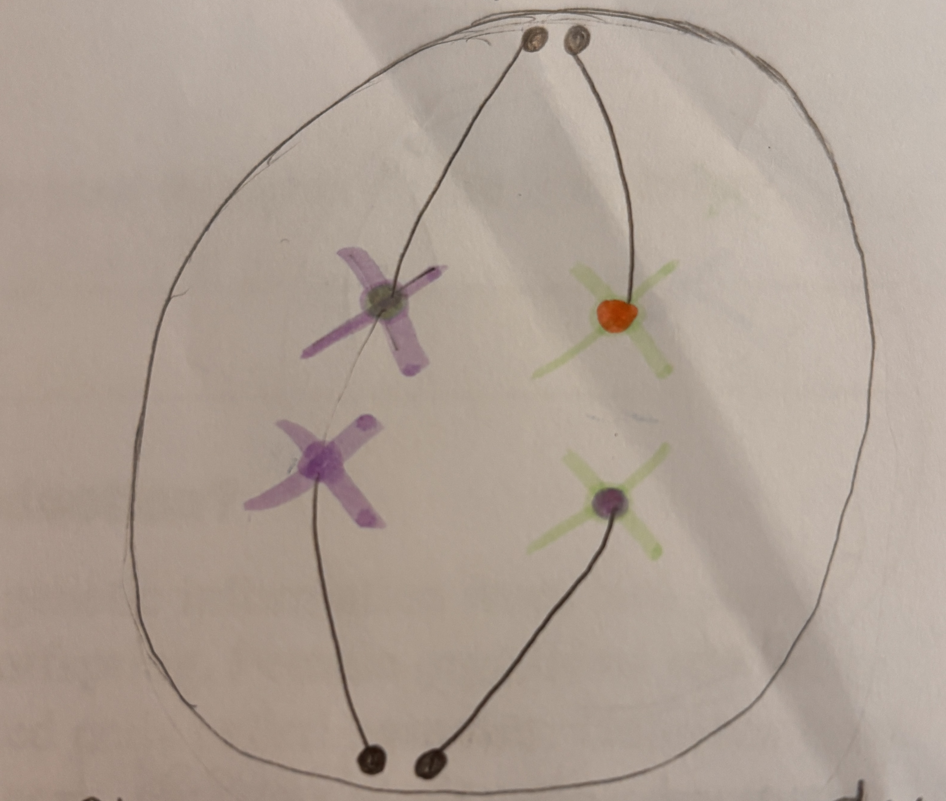 <p><strong>Most important.</strong> Chromosomes line up <strong>double file</strong> with their <strong>Homologous </strong>pairs. Crossing over and independent assortment occurs.</p>