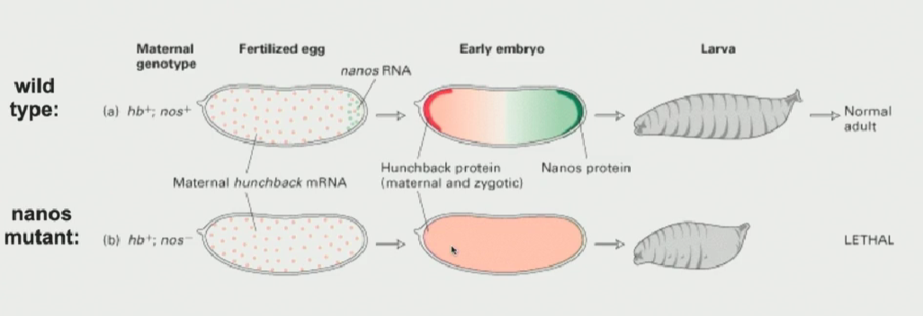 <ul><li><p>nanos protein has to sit on the 3’ UTR of the hunchback mRNA. When the protein is not there, the hunchback mRNA can be translated everywhere</p></li></ul><p></p>