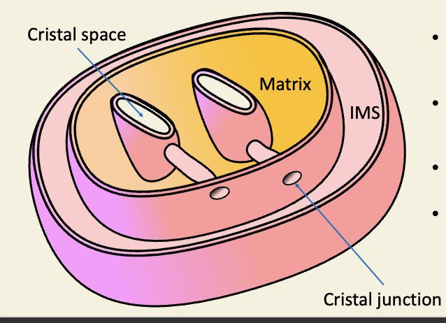 <ul><li><p>Mitochondria may be cigar-shaped, tubular, branched </p></li><li><p>cristae may be lamellar, discoidal, tubular </p></li><li><p>not everything is rate liver </p></li><li><p>even rat-liver cristae dont look like those in most text-books </p></li></ul><p></p>