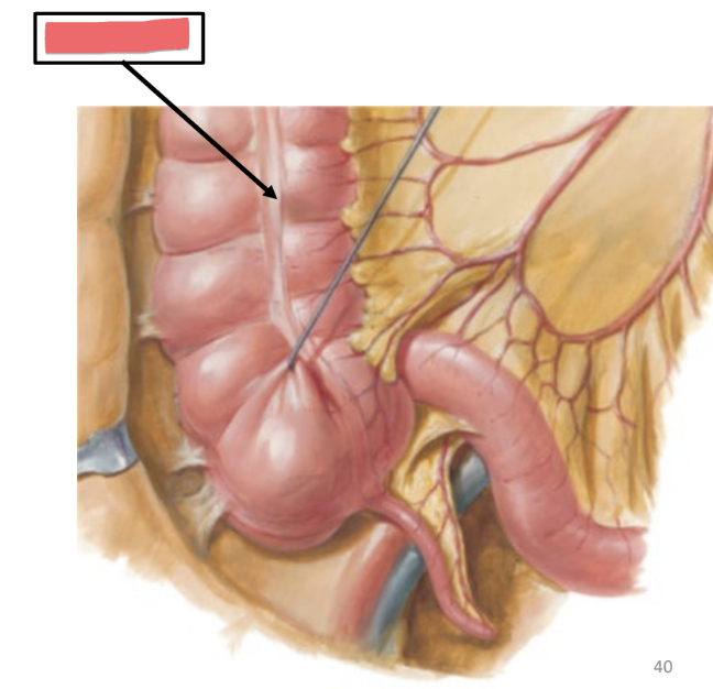 <p>structural specialization of large intestine</p><ul><li><p>long strip of smooth muscle</p></li><li><p>forms stripe along large intestine</p></li></ul><p></p>