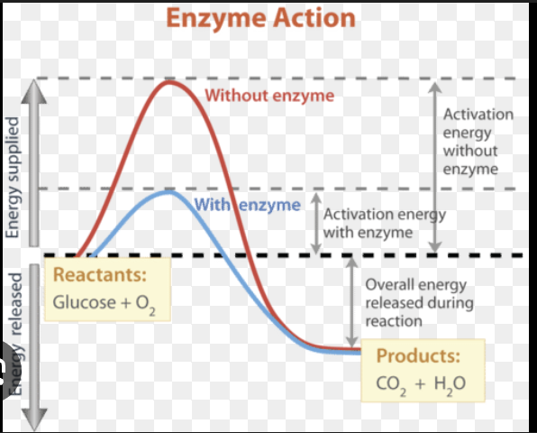 <p>What part of the energy diagram changes with an enzyme?</p>