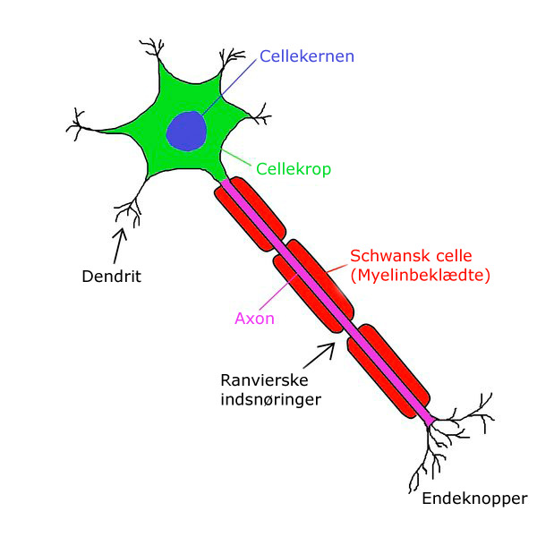 <p>Et neuron er nervesystemets grundcelle, der modtager, behandler og sender elektriske impulser.</p><ul><li><p><strong>Cellekroppen (soma):</strong> styrer cellens funktion.</p></li><li><p><strong>Dendritter:</strong> modtager signaler fra andre neuroner.</p></li><li><p><strong>Axon:</strong> sender impulser videre til andre celler.</p></li><li><p><strong>Axonterminaler:</strong> overfører signal via neurotransmittere.</p></li><li><p><strong>Myelinskede:</strong> fedtlag, der øger impulshastighed.</p></li></ul><p>Neuroner danner netværk, der styrer sanser, bevægelse og kropsfunktioner.</p>