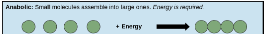 <p>process that assemble/build larger molecules from smaller ones (requires energy)</p>