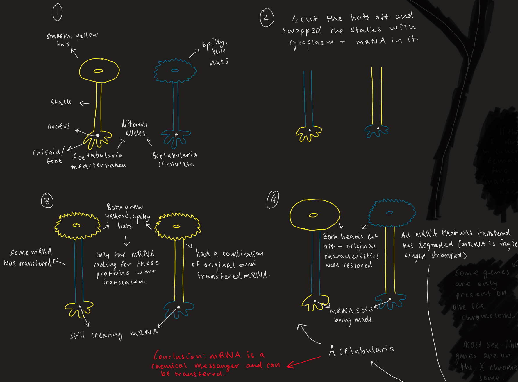 <ol><li><p>Acetabularia mediterranea and Acetabularia crenulata with hat, stalk and rhizoid containing nucleus</p></li><li><p>The hats were removed and stalks swapped (contained cytoplasm with mRNA)</p></li><li><p>The plants developed hats with features of both species</p></li><li><p>The stalks were swapped back and original hats grew back</p></li></ol><p></p>