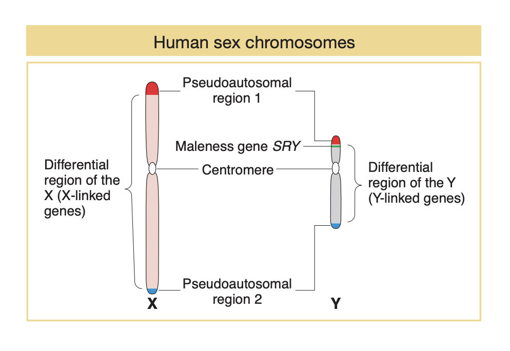 * differential regions contain most of the genes, have no counterparts on the other sex chromosome
  * so differential regions in males are **hemizygous** (half zygous)
* X chromosome contains hundreds of genes
  * most do not take part in sexual function but influence a great range of human properties
* Y chromosome contains only a few dozen genes
  * some of which have counterparts on the X chromosome, but most do not
  * those that do not take part in male sexual function
* pseudoautosomal regions 1 and 2
  * short, homologous regions at each end of the sex chromosomes
  * are autosomal-like
  * regions pair during meiosis which is why in males, X and Y chromosomes can act as a pair and segregate into equal numbers of sperm