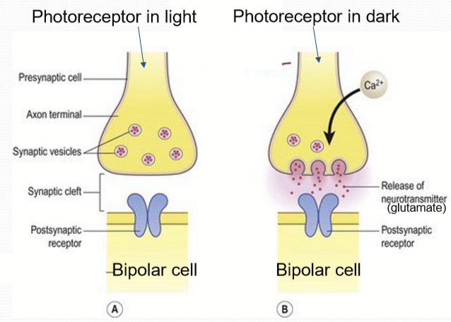 <p>Intracellular calcium ion levels. In light, extremely reduced calcium= reduced synaptic fusion. In dark, higher calcium ions= more synaptic fusion. </p>