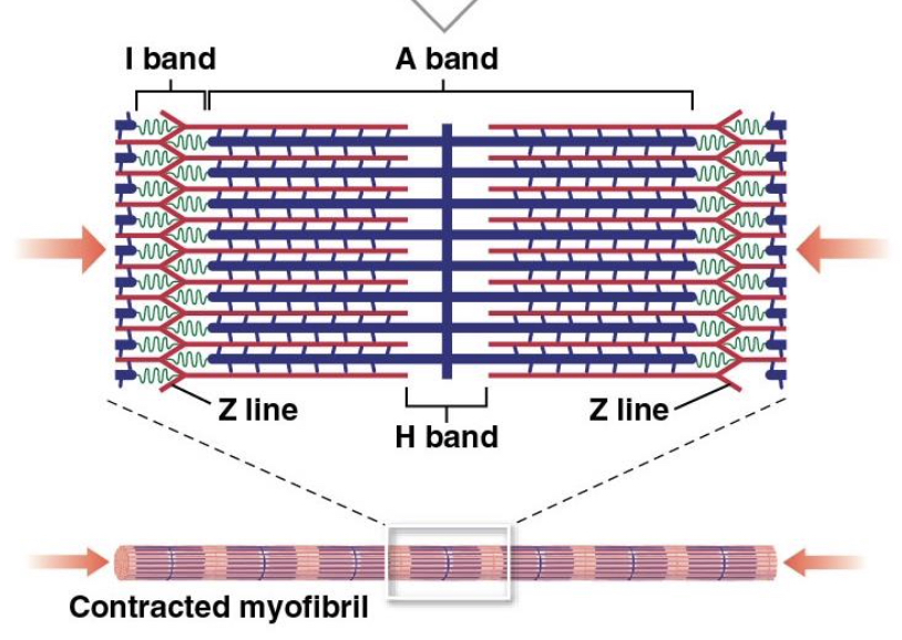 <p>during a contraction, the A band stays the same width, but the Z lines move closer together and the I band gets smaller. when the ends of a myofibril are free to move, the sarcomeres shorten simultaneously and the ends of the myofibril are pulled toward its center</p>