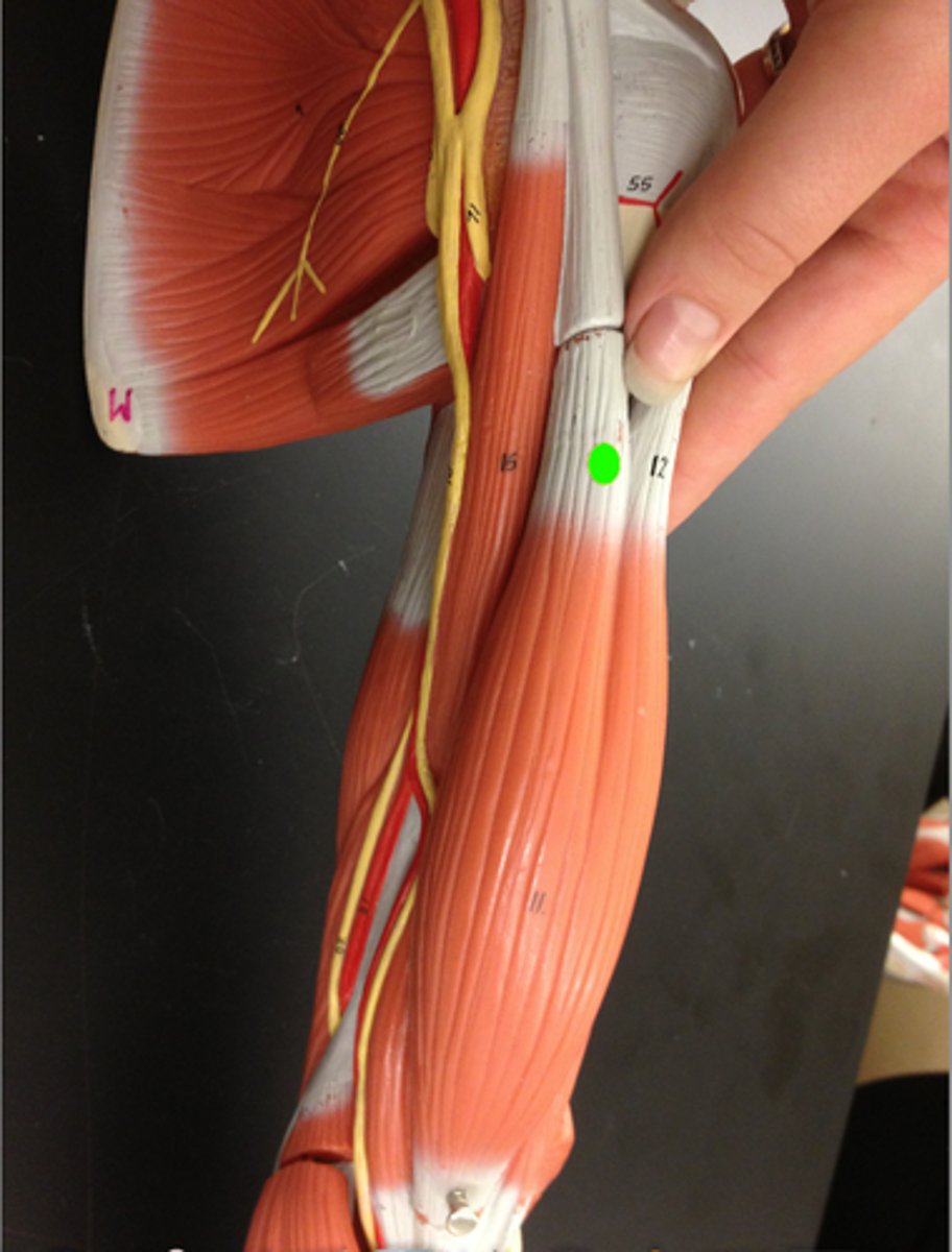 <p>Origin: coracoid process of scapula</p><p>Insertion: radial tuberosity</p><p>medial head, superficial to coracobrachialis (same origin)</p>