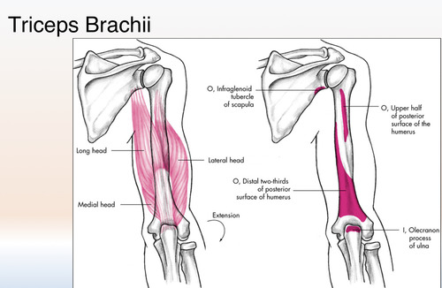 Posterior Surface of the Olecranon Process of the Ulna