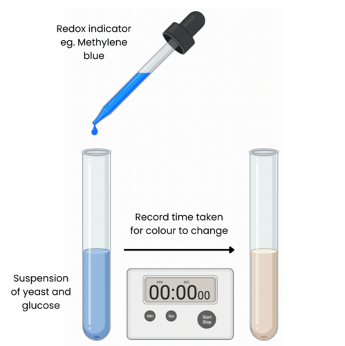 <p>1. Add a set volume of organism eg. yeast and a set volume of respiratory substrate eg. glucose to tubes</p><p>2. Add a buffer to keep pH constant</p><p>3. Place in water bath at a set temperature and allow to equilibrate for 5 mins</p><p>4. Add a set volume of methylene blue, shake for a set time (do not shake again) 5. Record time taken for colour to disappear in tube rate of respiration (s -1 ) = 1 / time (sec)</p>