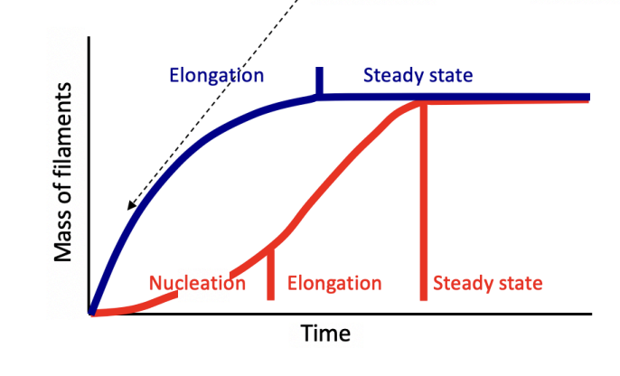 <ol><li><p>Nucleation</p></li><li><p>Elongation</p></li><li><p>Steady state</p><ul><li><p>As filaments elongate, the concentration of free monomers of free monomers falls until <strong>critical concentration (Cc)</strong></p></li></ul></li></ol><p></p>