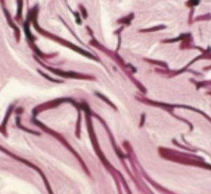 <p>What is this image?</p>