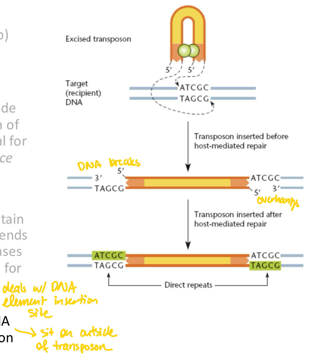 <ul><li><p>formed in the target DNA that bracket the transposon (AFTER integration of the transposon into the new area of DNA)</p></li><li><p>Not a part of the transposon; it sits right outside it</p></li></ul>