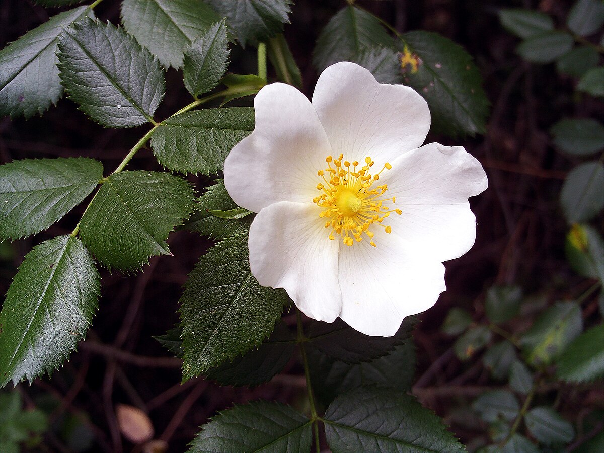 <p>rosaceae</p>