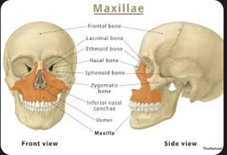 <p>Bones that form the upper jaw</p>