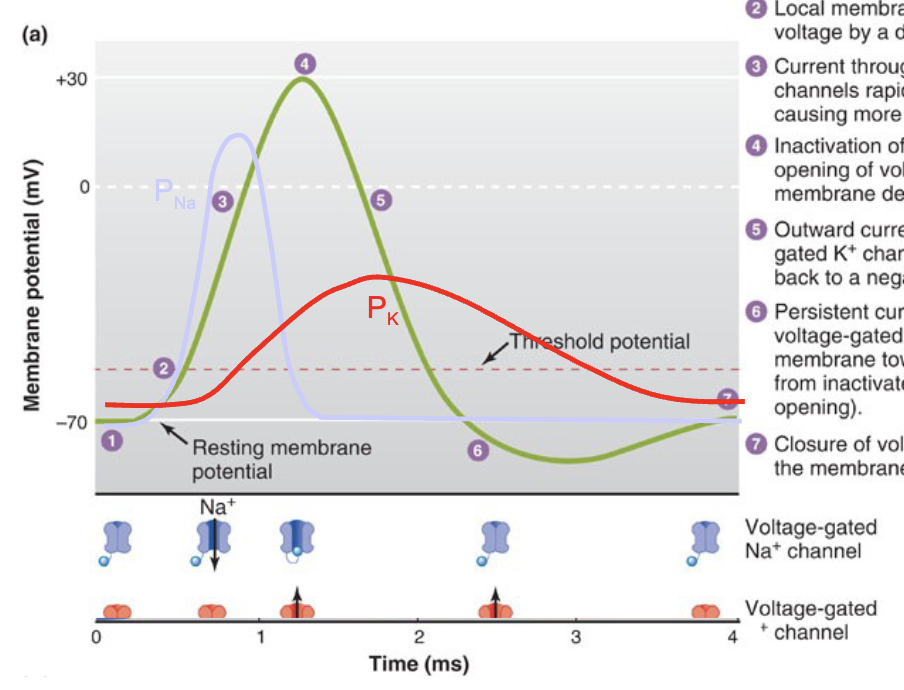 <ol><li><p>Steady resting membrane potential is near EK, PK&gt;PNa, due to leak Kt channels.</p></li><li><p>Local membrane is brought to threshold voltage by a depolarizing stimulus.</p></li><li><p>Current through opening voltage-gated Na+ channels rapidly depolarizes the membrane, causing more Na* channels to open.</p></li><li><p>Inactivation of Nat channels and delayed opening of voltage-gated Kt channels halts membrane depolarization.</p></li><li><p>Outward current through open voltage-gated K* channels repolarizes the membrane back to a negative potential.</p></li><li><p>Persistent current through slowly closing voltage-gated K* channels hyperpolarizes membrane toward Ek; Na* channels return from inactivated state to closed state(without opening).</p></li><li><p>Closure of voltage-gated K* channels returns the membrane potential to its resting value.</p></li></ol><p></p>