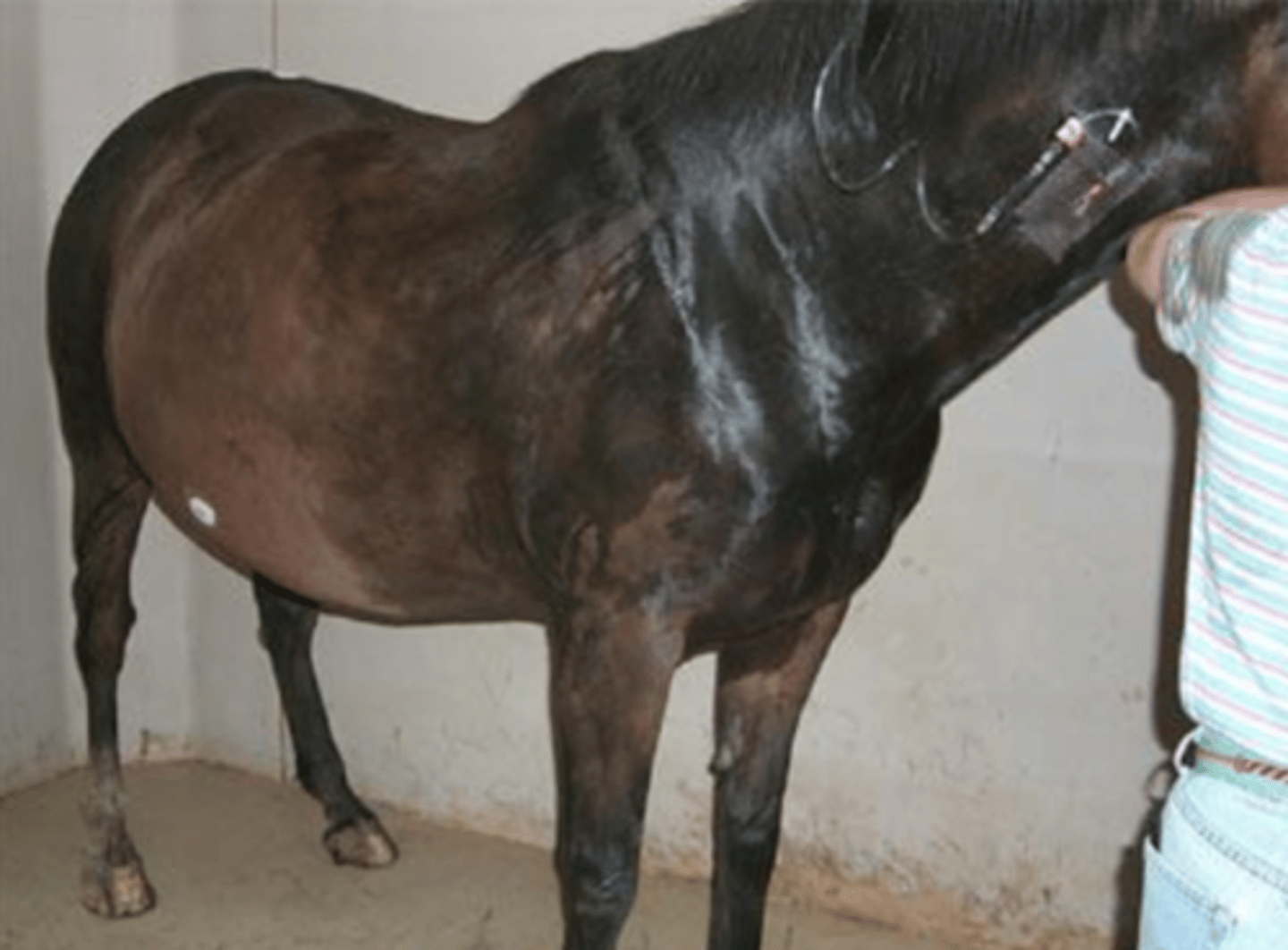 <p>dolor cólico severo</p><p>sudoración</p><p>taquicardia</p><p>taquipnea</p><p>mucosas congestivas</p><p>estado de shock</p><p>deshidratación</p>