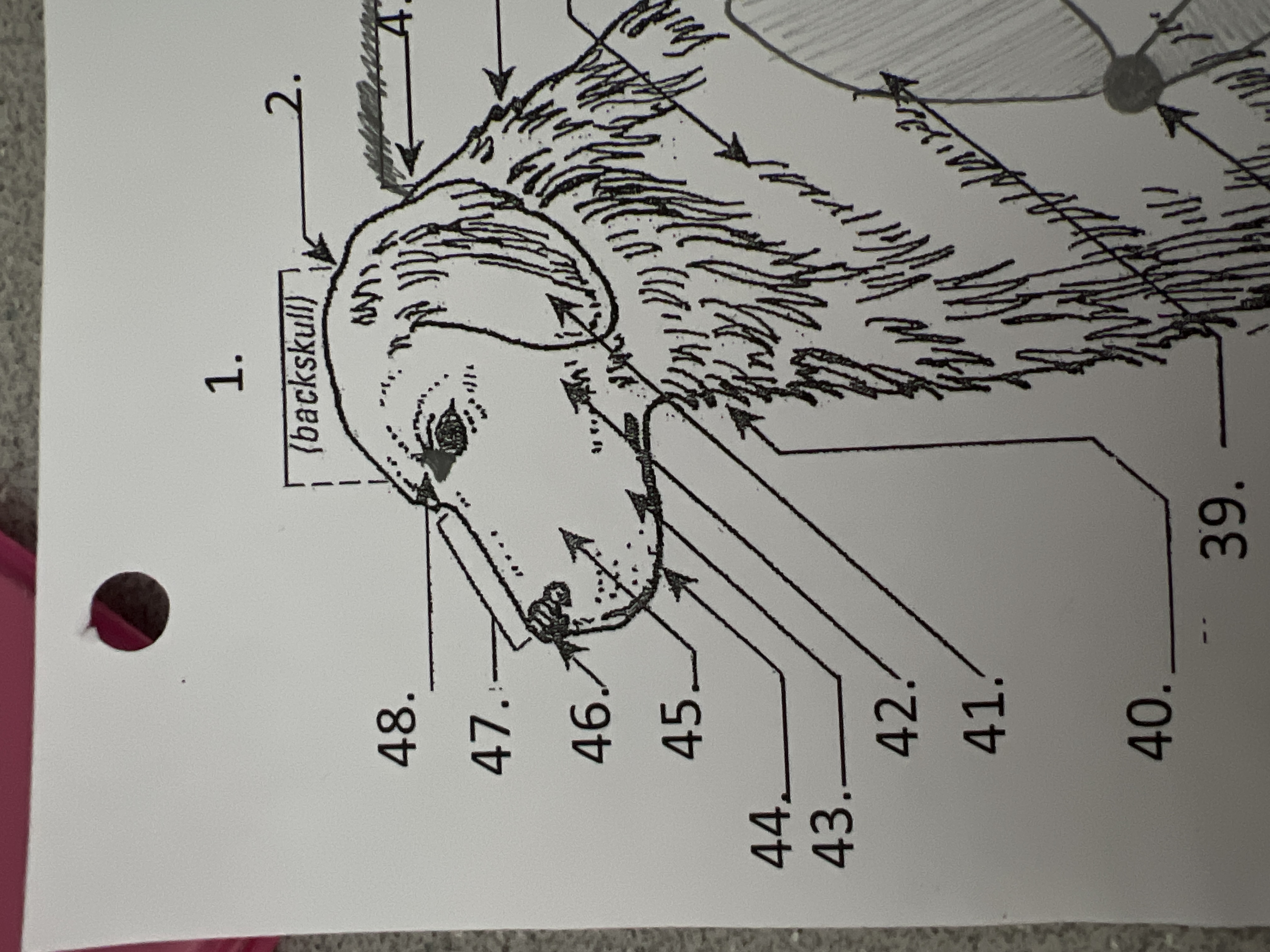 
41. \
