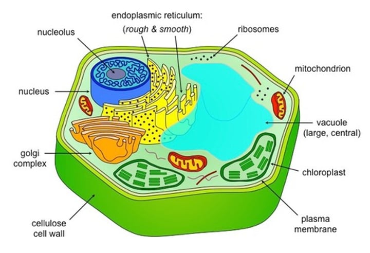 <p>unicellular organism with membrane-bound nucleus and organelles</p>