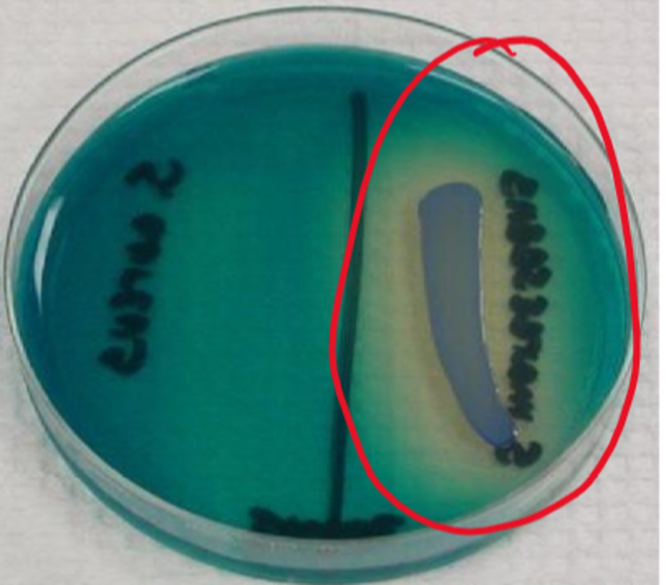 <p>Citrate only C source</p><p>Gelatin hydrolysis</p><p>DNAse positive</p>