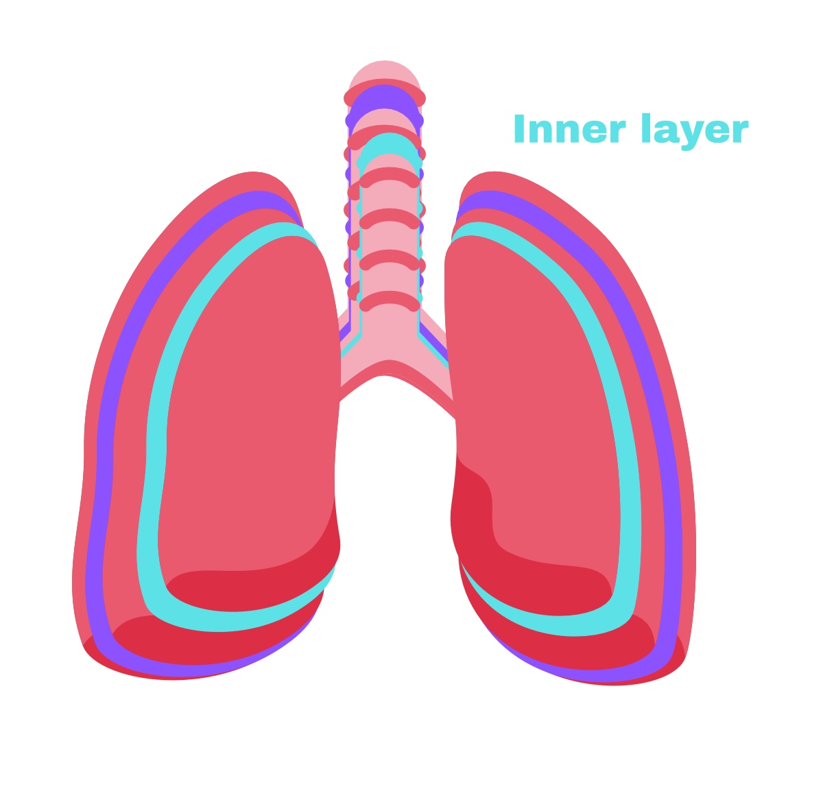 <p>Visceral pleura</p>