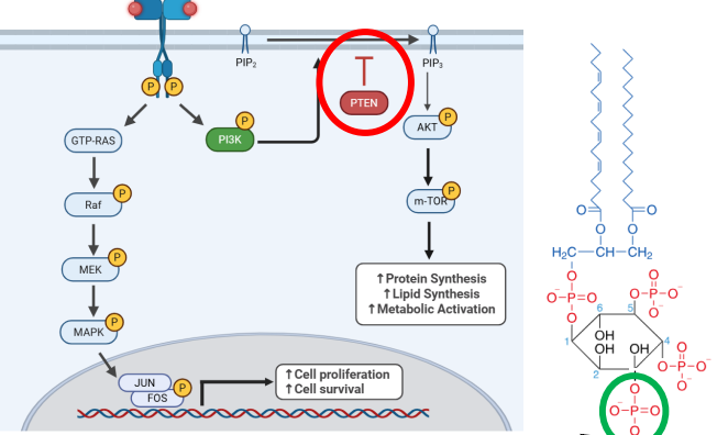 <p>• The phosphatase <strong>PTEN </strong>counteracts<strong> PI3K </strong>by removing phosphate from<strong> PIP3 </strong></p><p><strong>   >PTEN</strong> functions as a tumor suppressor gene</p>