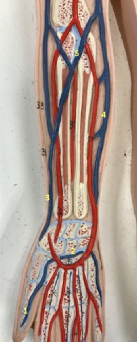 <p>What vein is 1?</p>