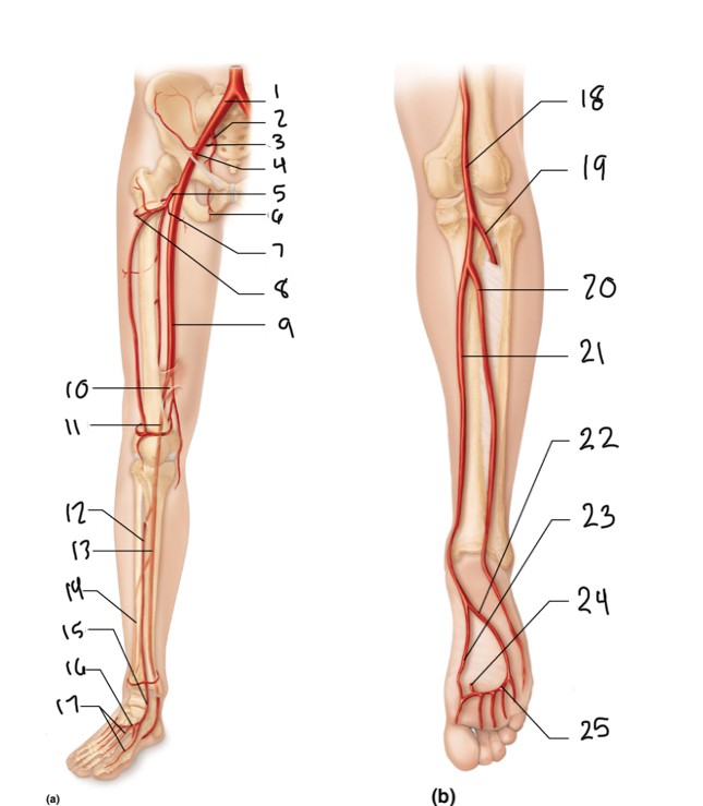 <p>14</p>